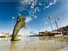 harbour_dolphin